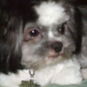 Meet your Posher, Debbie